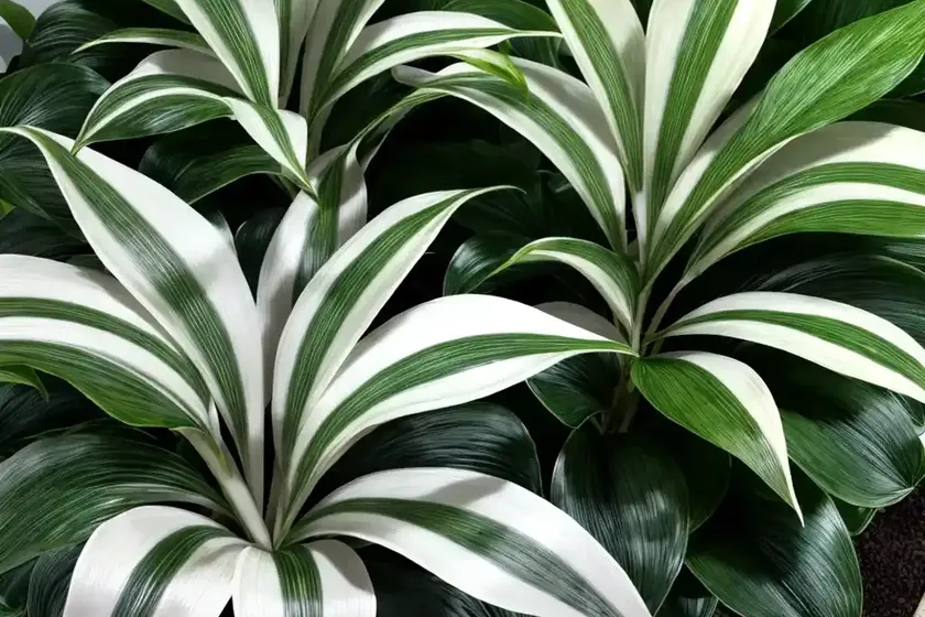 Calathea ‘white Star’ (Calathea Majestica White Star’) — photo 3