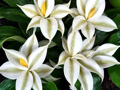 Calathea ‘white Star’ (Calathea Majestica White Star’)