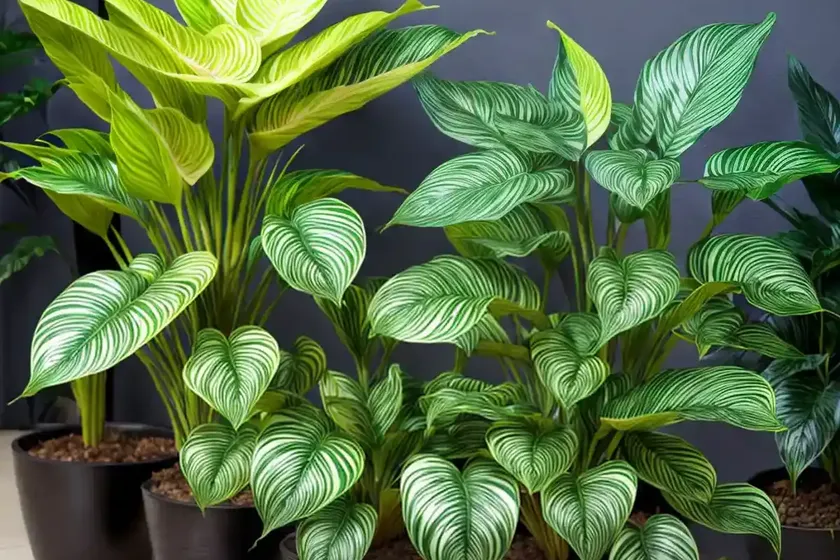 Calathea zebra plant (calathea bella) — photo 2