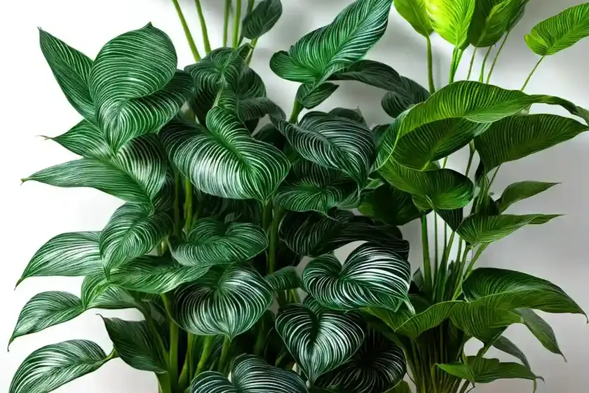 Calathea zebra plant (calathea bella) — photo 3