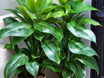 Calathea Zebra Plant (Calathea Bella)