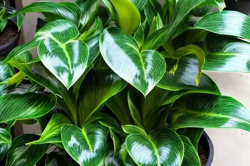 Calathea zebrina (calathea zebrina) — photo 2