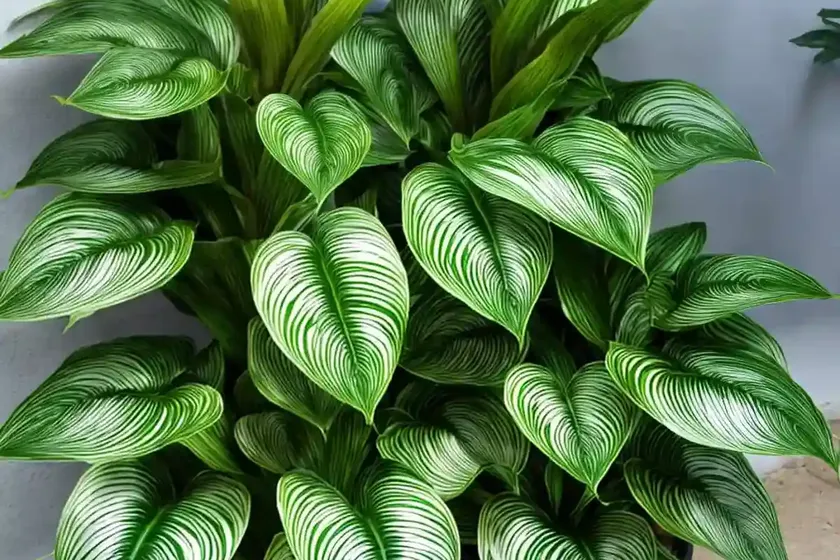 Calathea zebrina (calathea zebrina) — photo 3