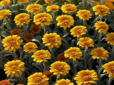 Calendula (Calendula Officinalis)