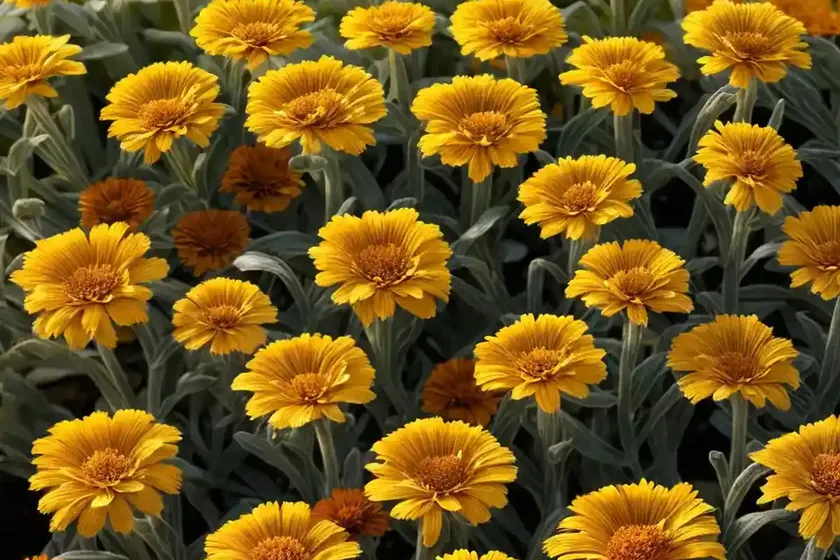 Calendula (calendula officinalis)