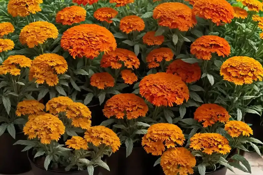 Calendula officinalis ‘candyman orange’ (pot marigold) — photo 3