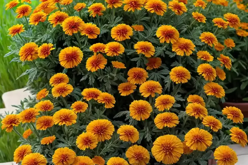 Calendula officinalis ‘indian prince’ (pot marigold) — photo 3