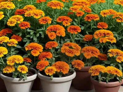 Calendula Officinalis ‘Indian Prince’ (Pot Marigold)
