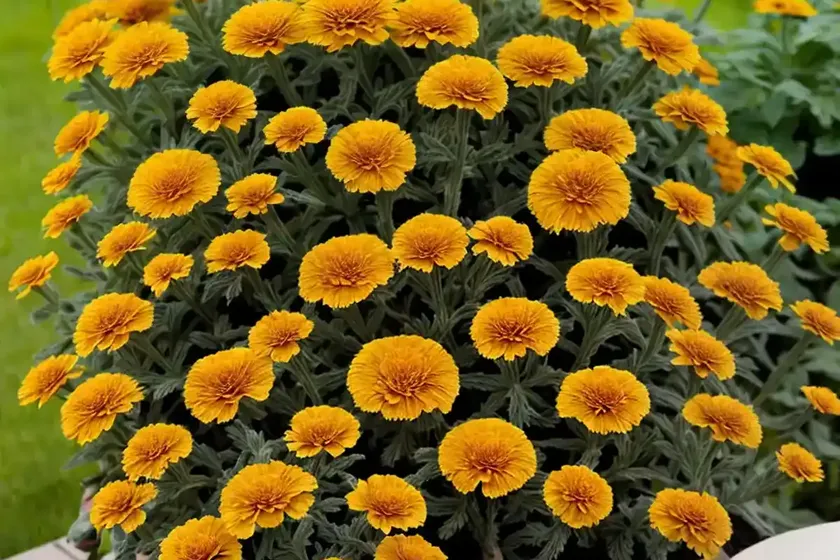 Calendula officinalis ‘ivory princess’ (pot marigold) — photo 3