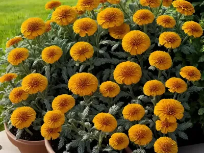 Calendula Officinalis ‘Ivory Princess’ (Pot Marigold)