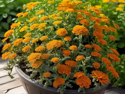 Calendula Officinalis ‘Kinglet Mix’ (Pot Marigold)