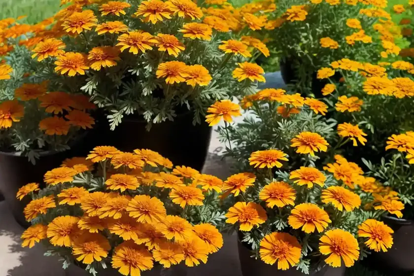 Calendula officinalis ‘neon’ (pot marigold) — photo 3