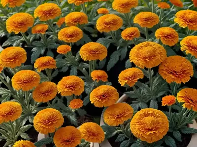 Calendula Officinalis ‘Orange Flash’ (Pot Marigold)