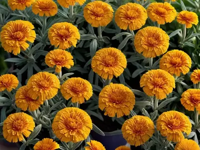 Calendula Officinalis ‘Pink Surprise’ (Pot Marigold)