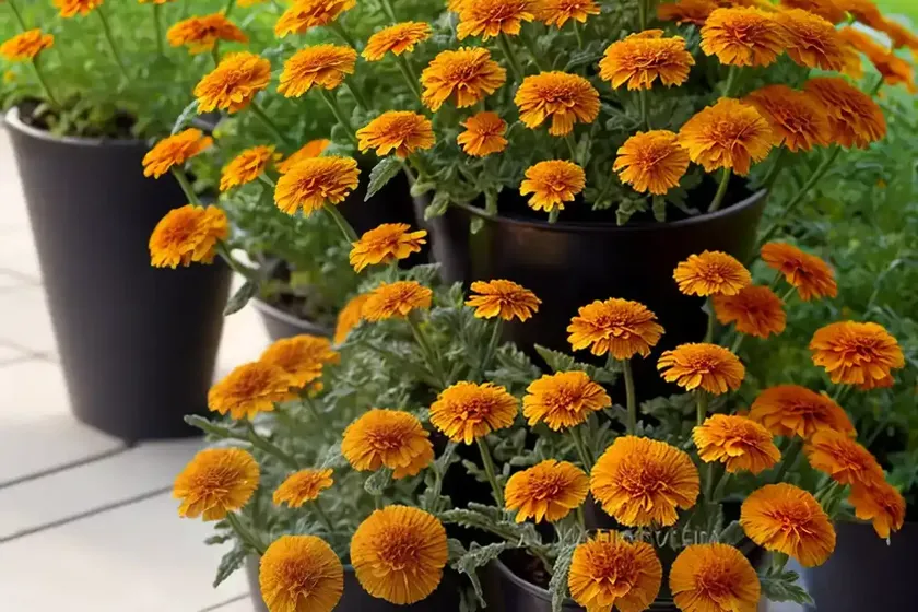 Calendula officinalis (pot marigold) — photo 2