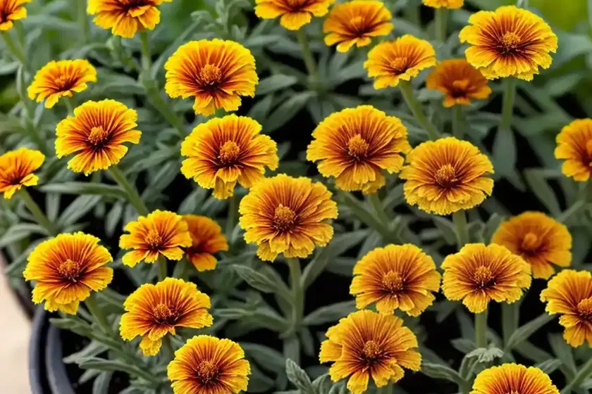 Calendula officinalis ‘sherbet fizz’ (pot marigold) — photo 2