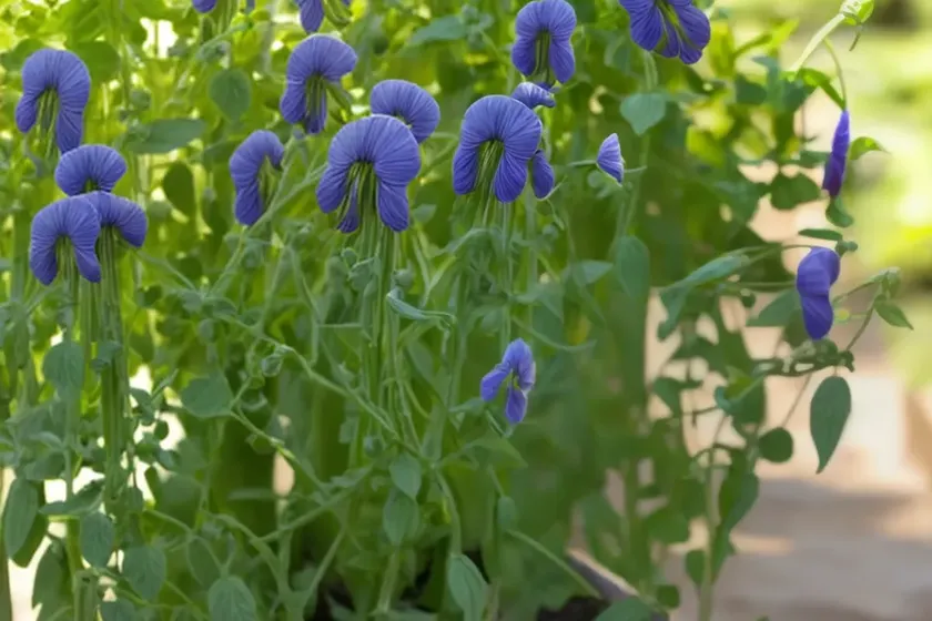 Caley pea (lathyrus hirsutus) — photo 2