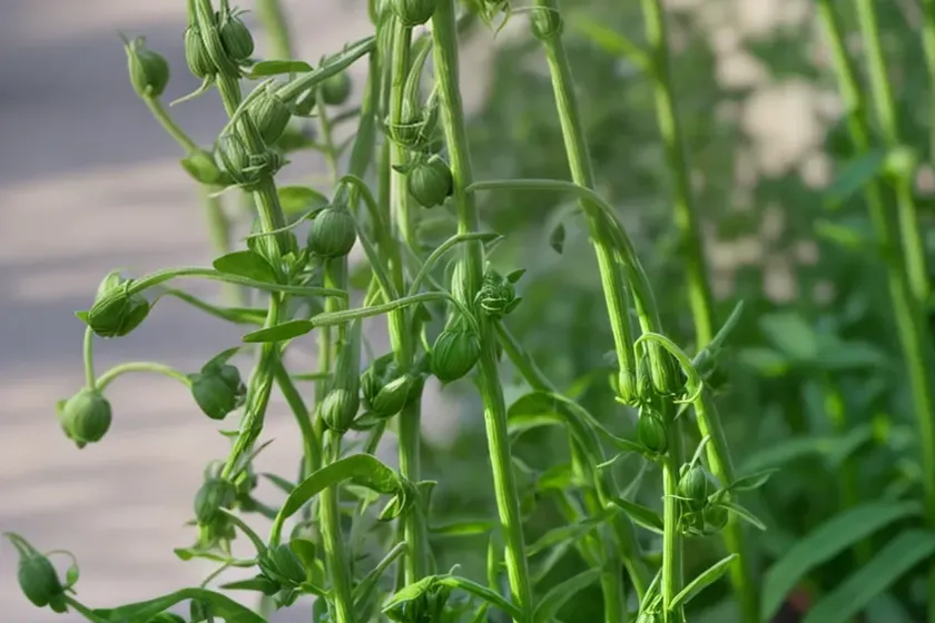 Caley pea (lathyrus hirsutus) — photo 3