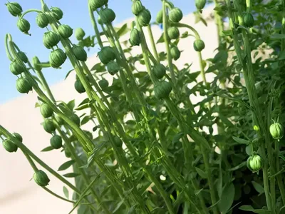 Caley Pea (Lathyrus Hirsutus)