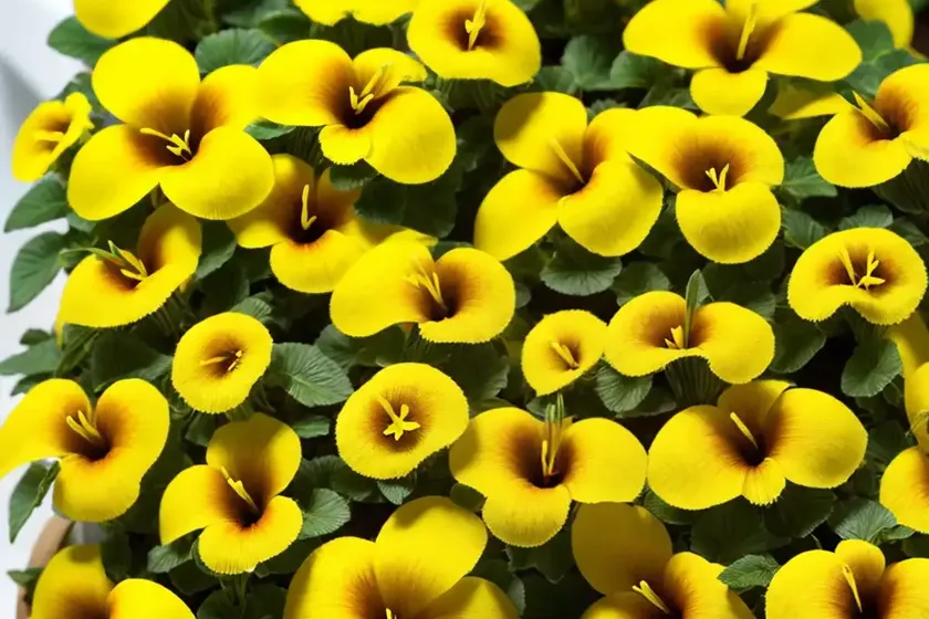 Calibrachoa ‘superbells yellow’) — photo 3