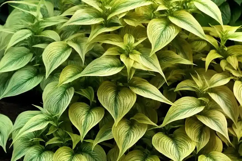 Calico plant (alternanthera bettzickiana) — photo 2