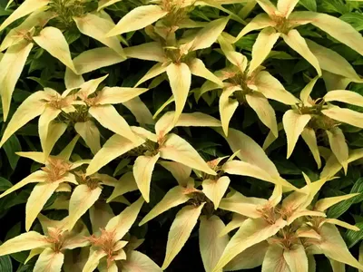 Calico Plant (Alternanthera Bettzickiana)