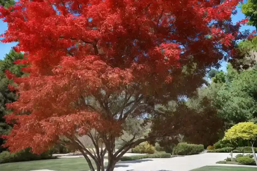 California boxelder maple (acer negundo) — photo 2