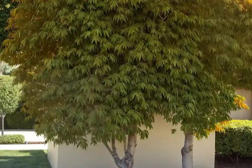 California boxelder maple (acer negundo) — photo 3