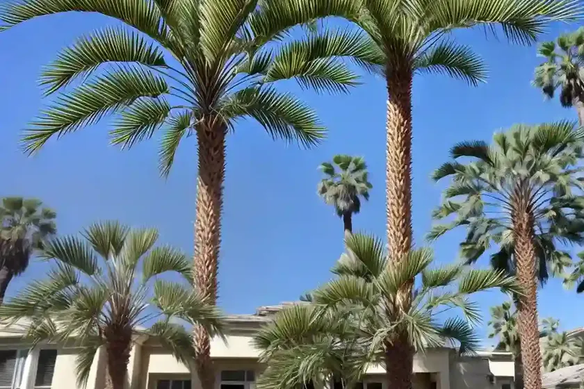 California fan palm (washingtonia filifera) — photo 2