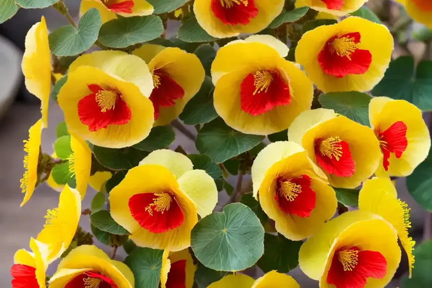 California flannelbush (fremontodendron californicum) — photo 2