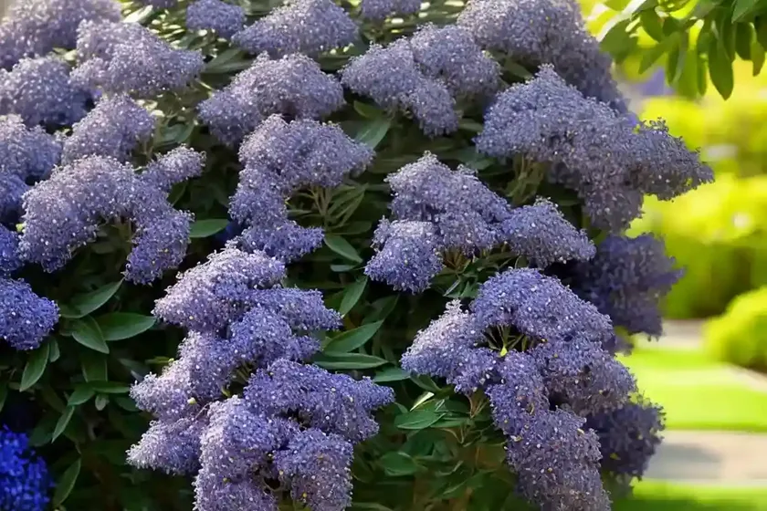 California Lilac (Ceanothus ‘Concha’) — photo 2