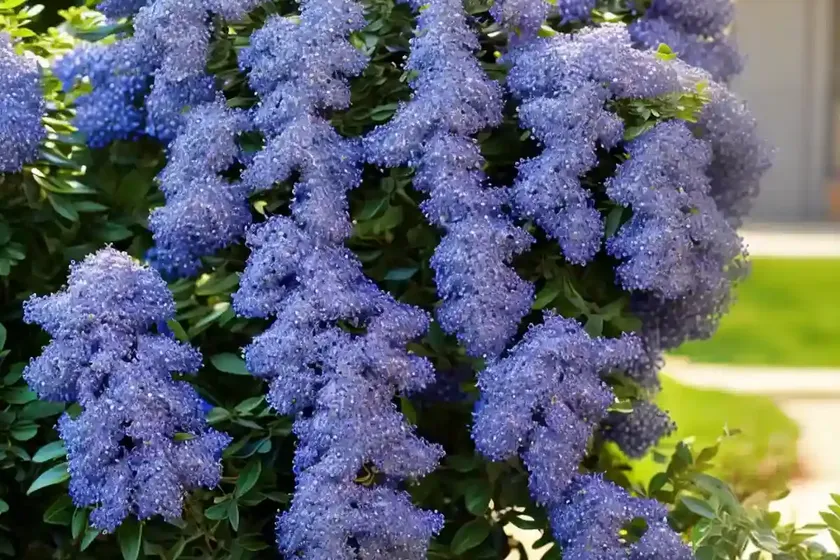 California Lilac (Ceanothus ‘Concha’) — photo 3