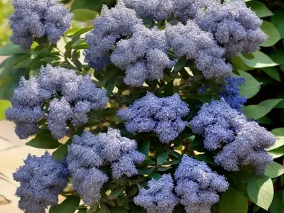 California Lilac (Ceanothus ‘Concha’)