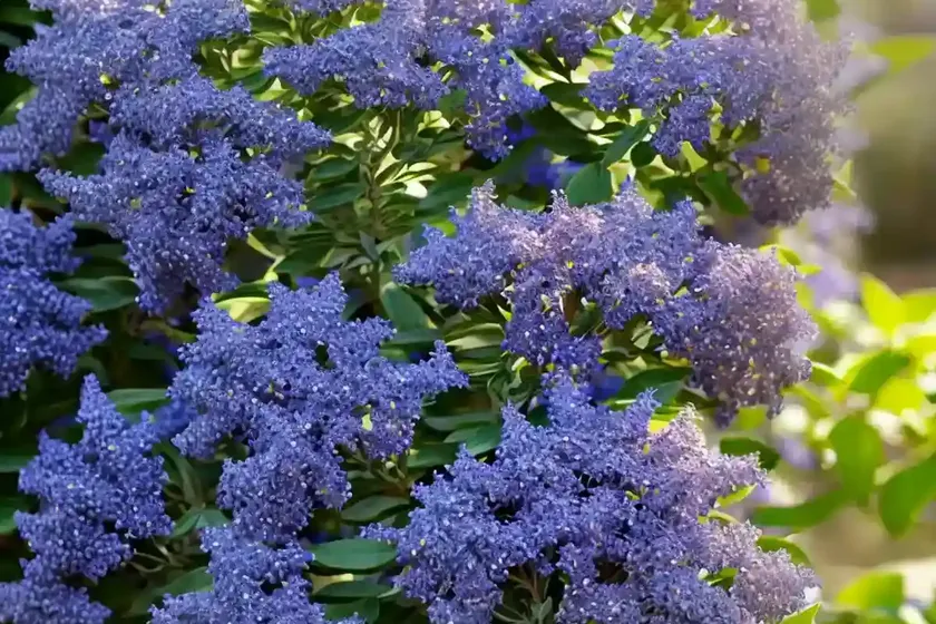 California lilac (ceanothus ‘minmarose’ marie rose) — photo 2