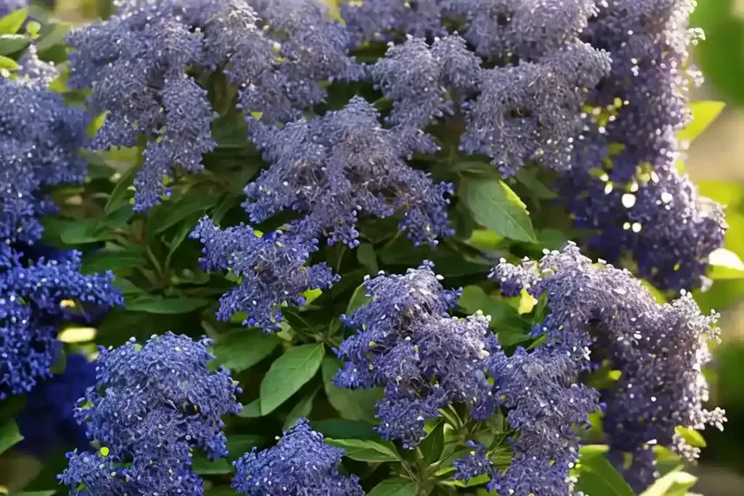 California lilac (ceanothus ‘minmarose’ marie rose) — photo 3