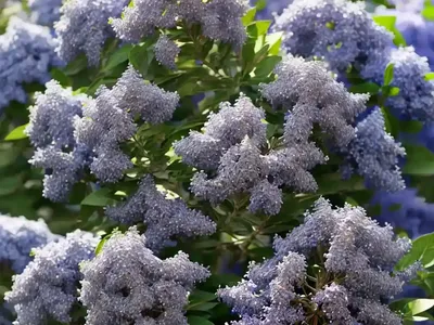 California Lilac (Ceanothus ‘Minmarose’ MARIE ROSE)