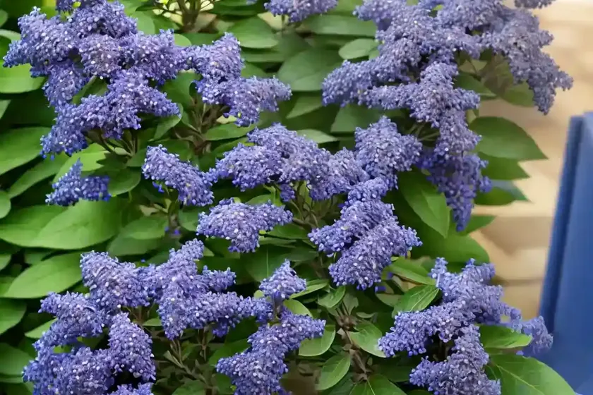 California lilac (ceanothus x pallidus ‘marie simon’) — photo 2
