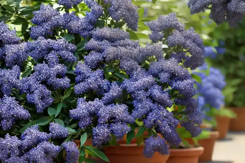 California lilac (ceanothus x pallidus ‘marie simon’) — photo 3