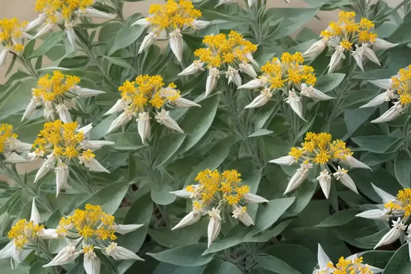 California milkweed (asclepias californica) — photo 2