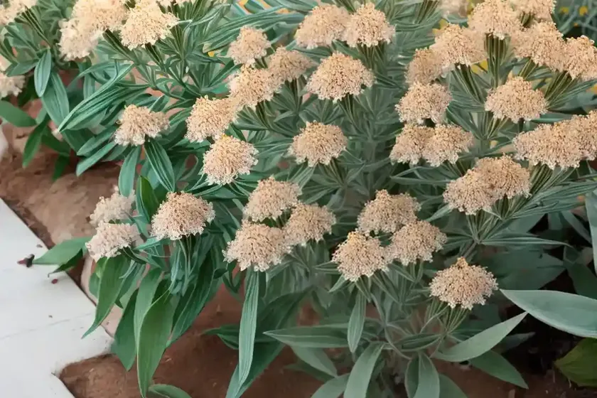 California milkweed (asclepias californica) — photo 3