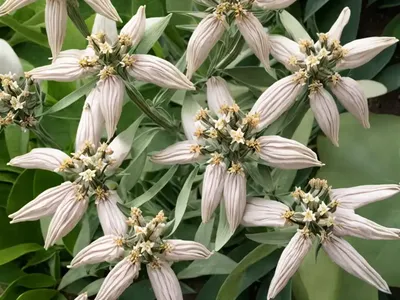 California Milkweed (Asclepias Californica)