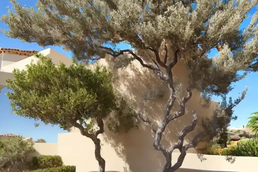 California peppertree (schinus molle) — photo 2