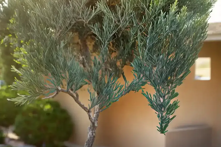 California peppertree (schinus molle) — photo 3