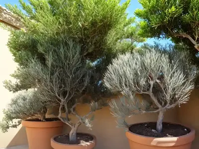 California Peppertree (Schinus Molle)