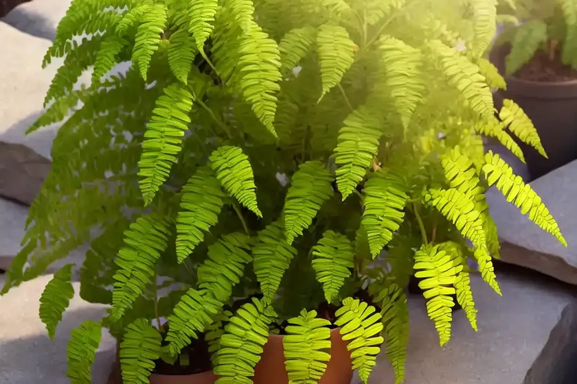 California Polypody (Polypodium Californicum) — photo 2