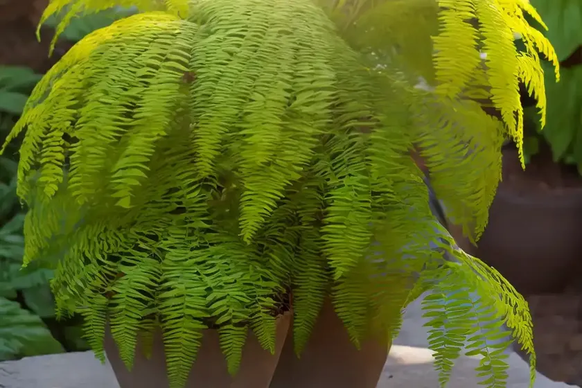 California Polypody (Polypodium Californicum) — photo 3