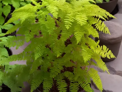 California Polypody (Polypodium Californicum)
