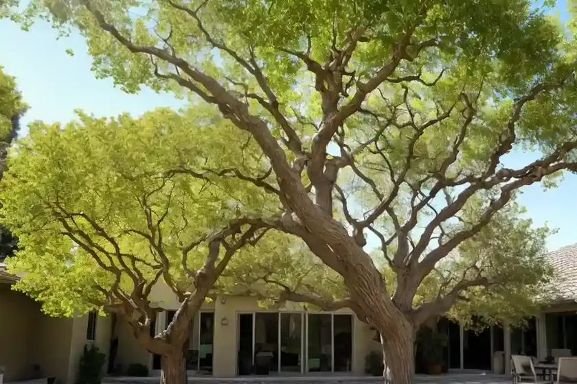 California sycamore (platanus racemosa) — photo 3