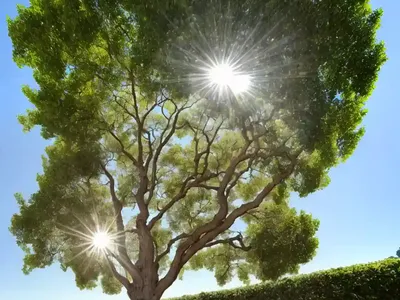 California Sycamore (Platanus Racemosa)