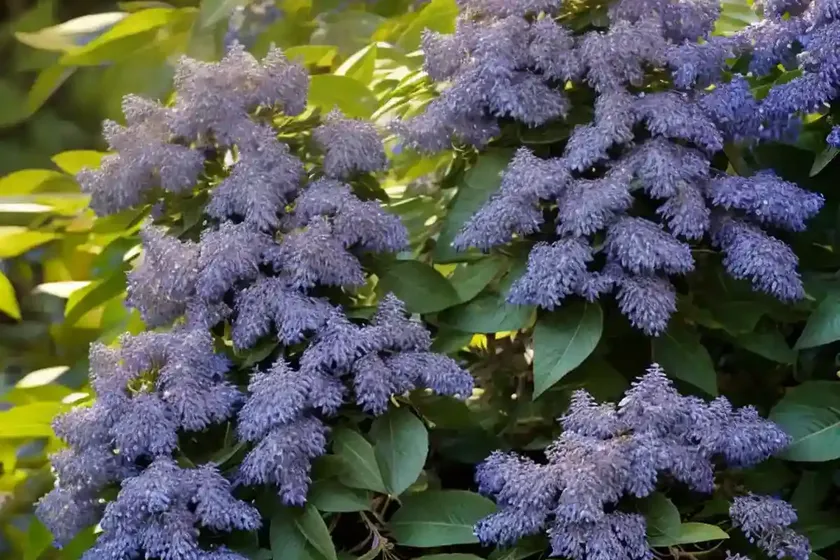 Californian lilac ‘eldorado’ (ceanothus ‘el dorado’) — photo 2